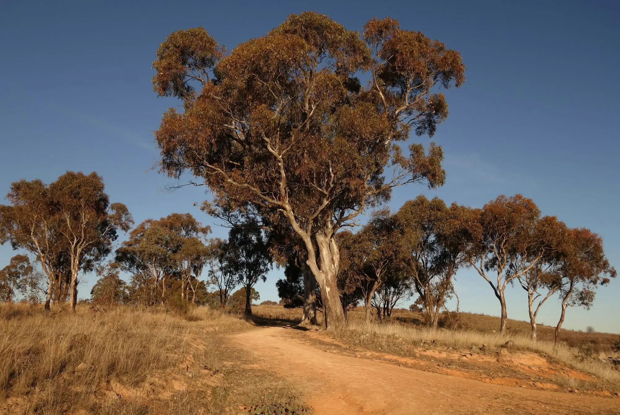 Red dirt road winding between eucalyptus trees through dry Australian bush